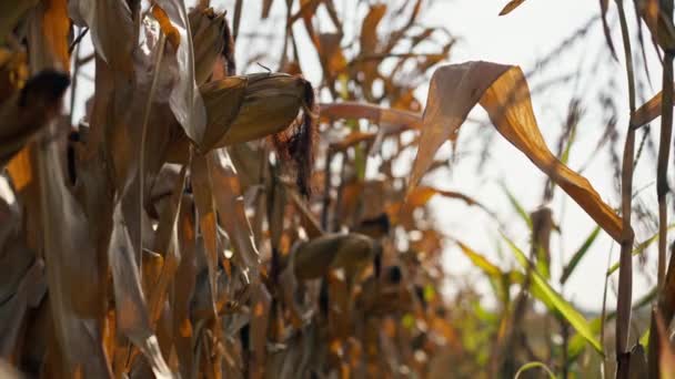 野菜農業野菜のトウモロコシの熟した耳のクローズアップ ビジネス自然乾燥した葉 — ストック動画