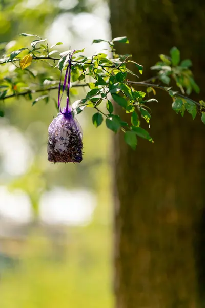 Close Shot Transparent Bag Natural Herbs Brewing Hanging Tree Branch — Stock Photo, Image