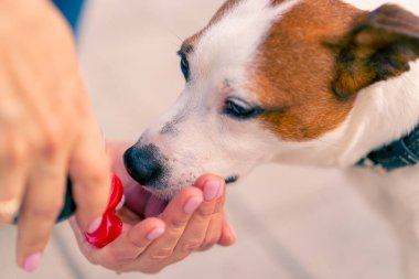 Hayvanın sahibi eline su döker böylece Jack Russell terrier köpeği parkta yürürken su içer.