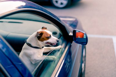 Jack Russell soyundan küçük, aktif bir köpeğin yakın plan portresi hayvan taşıyıcısının penceresinden dışarı bakar.