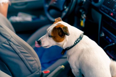 Jack Russell soyundan küçük, aktif bir köpeğin yakın plan portresi hayvan taşıyıcısının penceresinden dışarı bakar.