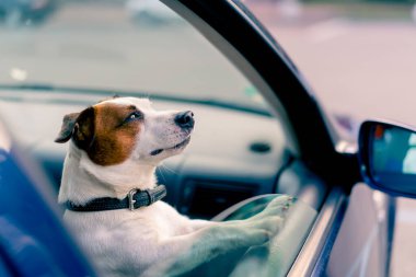 Jack Russell soyundan küçük, aktif bir köpeğin yakın plan portresi hayvan taşıyıcısının penceresinden dışarı bakar.