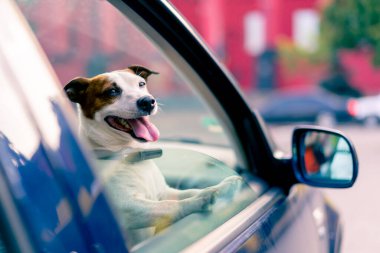 Jack Russell soyundan küçük, aktif bir köpeğin yakın plan portresi hayvan taşıyıcısının penceresinden dışarı bakar.