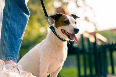 Küçük, aktif Jack Russell köpeğinin sahibi şehir parkında onunla yürüyor. Hayvan tasmalı.