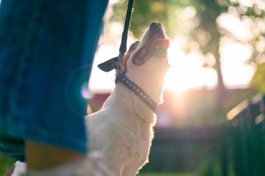 Küçük, aktif Jack Russell köpeğinin sahibi şehir parkında onunla yürüyor. Hayvan tasmalı.