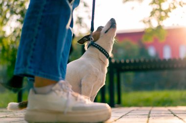 Küçük, aktif Jack Russell köpeğinin sahibi şehir parkında onunla yürüyor. Hayvan tasmalı.
