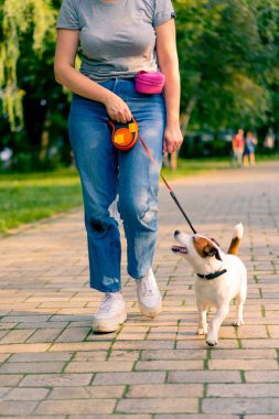 Küçük, aktif Jack Russell köpeğinin sahibi şehir parkında onunla yürüyor. Hayvan tasmalı.