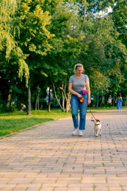 Küçük, komik, aktif bir Jack Russell köpeğinin sahibi onunla birlikte şehir parkında yürüyor. Hayvan tasmalı.