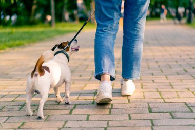 Küçük, aktif Jack Russell köpeğinin sahibi şehir parkında onunla yürüyor. Hayvan tasmalı.