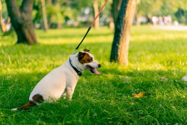 Küçük, aktif Jack Russell köpeğinin sahibi şehir parkında onunla yürüyor. Hayvan tasmalı.