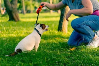 Küçük, aktif Jack Russell köpeğinin sahibi şehir parkında onunla yürüyor. Hayvan tasmalı.