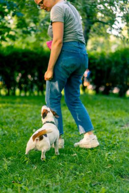 Jack Russell Terrier cinsinden küçük aktif bir köpek hayvan eğitim parkında köpek eğitmeniyle çalışıyor.