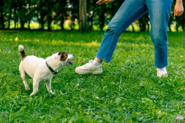 Jack Russell Terrier cinsinden küçük aktif bir köpek hayvan eğitim parkında köpek eğitmeniyle çalışıyor.