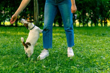 Hayvanat bahçesi psikoloğu parkta Jack Russell Terrier ile çalışıyor. Sosyalleşiyor. Köpekler ona övgüler yağdırıyor.