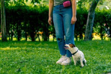 Russell Terrier gibi küçük etkin bir köpek parkta köpek bakıcısıyla çalışır ve hayvan yetiştirmek için ayaklarından yılanı geçirir.