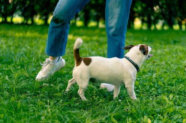 Russell Terrier gibi küçük etkin bir köpek parkta köpek bakıcısıyla çalışır ve hayvan yetiştirmek için ayaklarından yılanı geçirir.