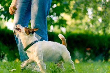 Jack Russell Terrier cinsinden küçük aktif bir köpek hayvan eğitim parkında köpek eğitmeniyle çalışıyor.