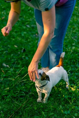 Jack Russell Terrier cinsinden küçük aktif bir köpek hayvan eğitim parkında köpek eğitmeniyle çalışıyor.