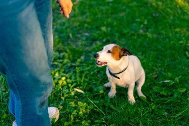 Jack Russell Terrier cinsinden küçük aktif bir köpek hayvan eğitim parkında köpek eğitmeniyle çalışıyor.