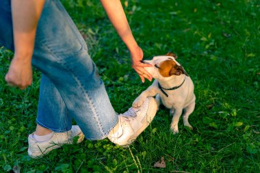 Hayvanat bahçesi psikoloğu parkta Jack Russell Terrier ile çalışıyor. Sosyalleşiyor. Köpekler ona övgüler yağdırıyor.