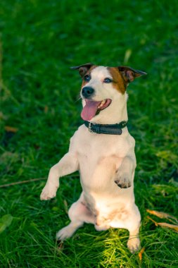 Aktif oyuncu Jack Russell Terrier köpeğinin portresi. Parktaki hayvan sevgisi konseptinde yürürken dili çıkmış.