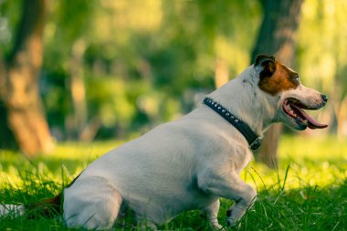 Aktif oyuncu Jack Russell Terrier köpeğinin portresi. Parktaki hayvan sevgisi konseptinde yürürken dili çıkmış.