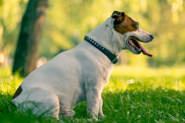 Aktif oyuncu Jack Russell Terrier köpeğinin portresi. Parktaki hayvan sevgisi konseptinde yürürken dili çıkmış.