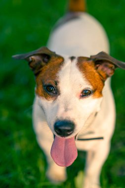Aktif oyuncu Jack Russell Terrier köpeğinin portresi. Parktaki hayvan sevgisi konseptinde yürürken dili çıkmış.