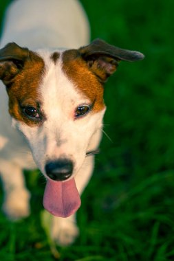 Aktif oyuncu Jack Russell Terrier köpeğinin portresi. Parktaki hayvan sevgisi konseptinde yürürken dili çıkmış.