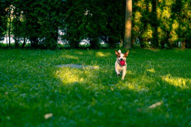 Aktif Jack Russell Terrier 'in portresi. Şehir parkını yönetiyor. Hayvan konseptinde top tutuyor.