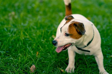 Aktif bir Jack Russell Terrier köpeğinin parkta yürüyüş halindeki portresi. Hayvanlara duyulan sevgi kavramı.