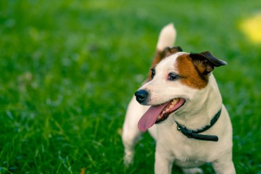 Aktif bir Jack Russell Terrier köpeğinin parkta yürüyüş halindeki portresi. Hayvanlara duyulan sevgi kavramı.