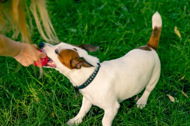 Şehir parkında Jack Russell 'ın oynadığı küçük, eğlenceli bir köpeğin sahibine yakın plan.