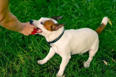 Şehir parkında Jack Russell 'ın oynadığı küçük, eğlenceli bir köpeğin sahibine yakın plan.