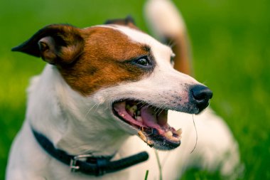 Aktif bir Jack Russell Terrier köpeğinin parkta yürüyüş halindeki portresi. Hayvanlara duyulan sevgi kavramı.