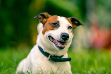 Aktif bir Jack Russell Terrier köpeğinin parkta yürüyüş halindeki portresi. Hayvanlara duyulan sevgi kavramı.