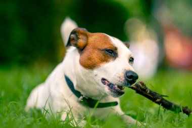 Jack Russell Terrier 'in aktif, oyuncu bir köpeğinin portresi parkta yürürken bir sopayı kemirir. Hayvanlara duyulan sevgi kavramı.