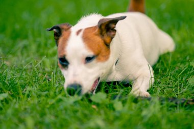 Jack Russell Terrier 'in aktif, oyuncu bir köpeğinin portresi parkta yürürken bir sopayı kemirir. Hayvanlara duyulan sevgi kavramı.