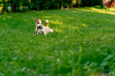 Jack Russell Terrier 'in aktif, oyuncu bir köpeğinin portresi parkta yürürken bir sopayı kemirir. Hayvanlara duyulan sevgi kavramı.