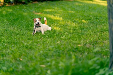 Jack Russell Terrier 'in aktif, oyuncu bir köpeğinin portresi parkta yürürken bir sopayı kemirir. Hayvanlara duyulan sevgi kavramı.