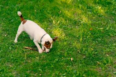 Jack Russell Terrier 'in aktif, oyuncu bir köpeğinin portresi parkta yürürken bir sopayı kemirir. Hayvanlara duyulan sevgi kavramı.