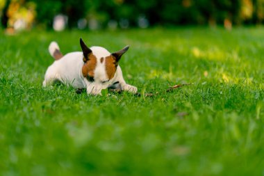 Jack Russell Terrier 'in aktif, oyuncu bir köpeğinin portresi parkta yürürken bir sopayı kemirir. Hayvanlara duyulan sevgi kavramı.
