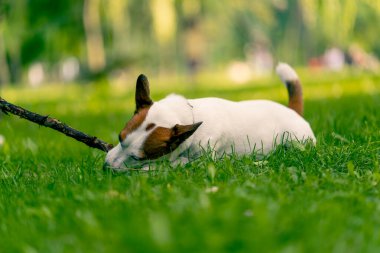 Jack Russell Terrier 'in aktif, oyuncu bir köpeğinin portresi parkta yürürken bir sopayı kemirir. Hayvanlara duyulan sevgi kavramı.