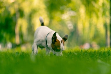 Jack Russell Terrier 'in aktif, oyuncu bir köpeğinin portresi parkta yürürken bir sopayı kemirir. Hayvanlara duyulan sevgi kavramı.