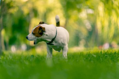 Jack Russell Terrier 'in aktif, oyuncu bir köpeğinin portresi parkta yürürken bir sopayı kemirir. Hayvanlara duyulan sevgi kavramı.