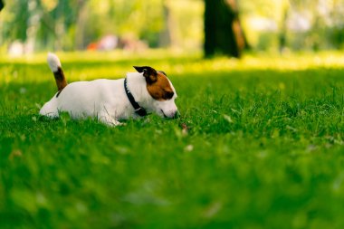 Jack Russell Terrier 'in aktif, oyuncu bir köpeğinin portresi parkta yürürken bir sopayı kemirir. Hayvanlara duyulan sevgi kavramı.