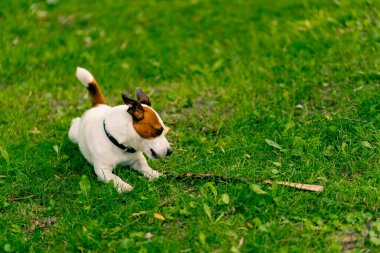 Jack Russell Terrier 'in aktif, oyuncu bir köpeğinin portresi parkta yürürken bir sopayı kemirir. Hayvanlara duyulan sevgi kavramı.