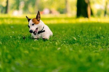 Aktif bir Jack Russell Terrier köpeğinin parkta yürüyüş halindeki portresi. Hayvanlara duyulan sevgi kavramı.