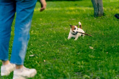 Aktif bir Jack Russell Terrier köpeğinin parkta yürüyüş halindeki portresi. Hayvanlara duyulan sevgi kavramı.