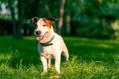 Aktif bir Jack Russell Terrier köpeğinin parkta yürüyüş halindeki portresi. Hayvanlara duyulan sevgi kavramı.